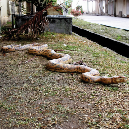 Scare Your Friends and Other Visitors - Giant Burmese Python Statue